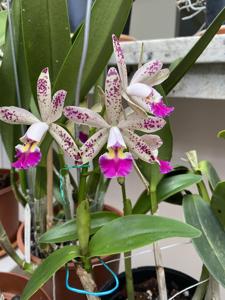 Cattleya Tropical Pointer