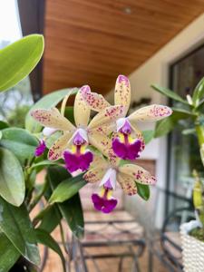 Cattleya Tropical Pointer