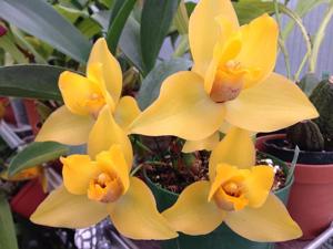 Lycaste Concentration