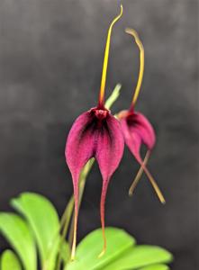 Masdevallia Red Baron