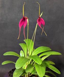 Masdevallia Red Baron