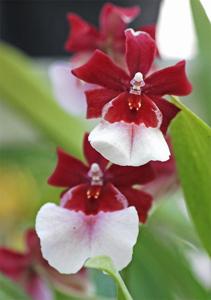 Oncidopsis Bartley Schwarz (Beall)