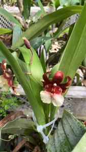 Miltoniopsis Bartley Schwarz