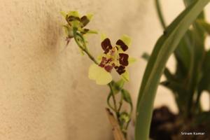 Oncidium Cleo's Pride