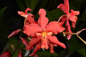 Oncidium Bradshawiae (1907)