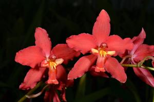 Oncidium Bradshawiae (1907)