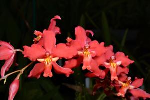 Oncidium Bradshawiae (1907)