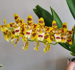 Oncidium Artur Elle's 100th Birthday