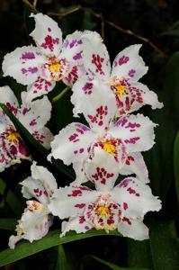 Oncidium Hans Koch