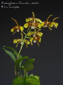 Rossioglossum Rawdon Jester