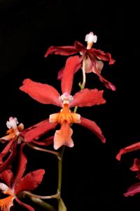 Oncidium Charlesworthii