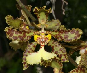 Trichocentrum Jason Fuchs