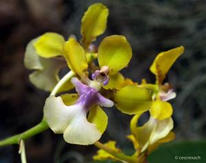 <i>Trichocentrum</i> Margaret Chenoweth
