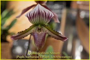 Paphiopedilum Almum