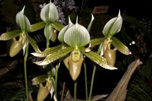 Paphiopedilum Alwine