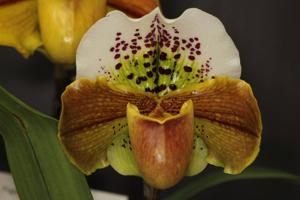 Paphiopedilum Cameo