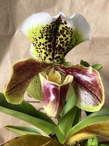 Paphiopedilum Great Pacific