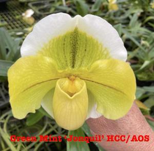 Paphiopedilum Green Mint