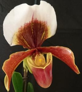 Paphiopedilum Harbur