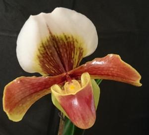 Paphiopedilum Harbur