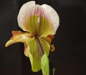 Paphiopedilum Harbur