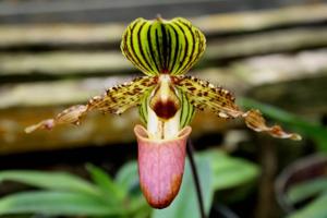 Paphiopedilum Jogjae