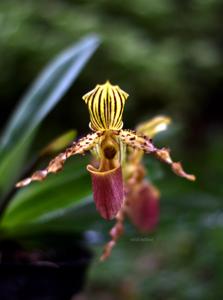 Paphiopedilum Jogjae