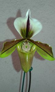 Paphiopedilum Lathamianum