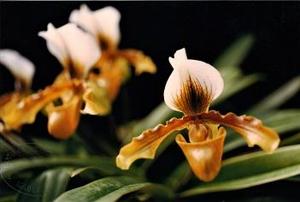 Paphiopedilum Lathamianum