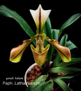 Paphiopedilum Lathamianum