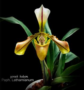 Paphiopedilum Lathamianum