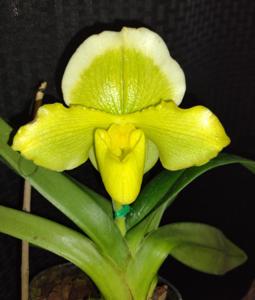 Paphiopedilum Magic Mood