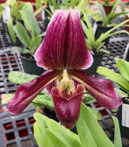 Paphiopedilum Miracle