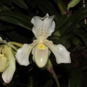 Paphiopedilum Phips