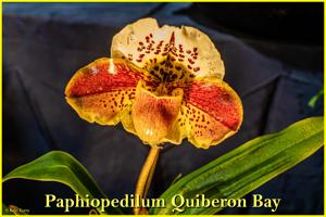 Paphiopedilum Quiberon Bay