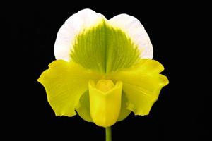 Paphiopedilum Rod McLellan