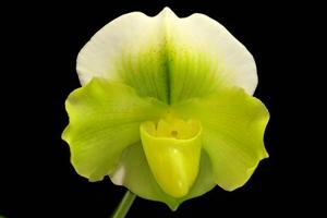 Paphiopedilum Sunwillow