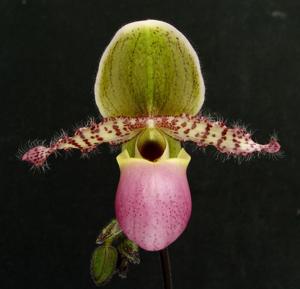 Paphiopedilum Utgard