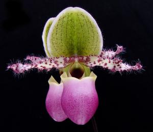 Paphiopedilum Utgard