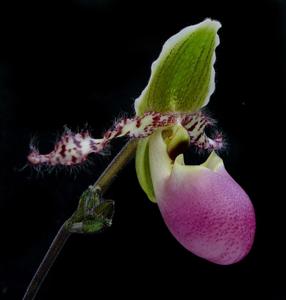 Paphiopedilum Utgard