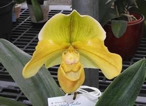 Paphiopedilum Valerie Tonkin