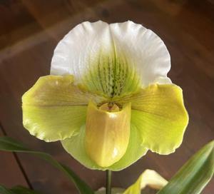 Paphiopedilum Valerie Tonkin