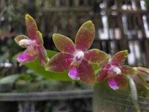 Phalaenopsis Ambolantha