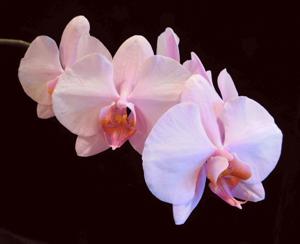 Phalaenopsis California Glow