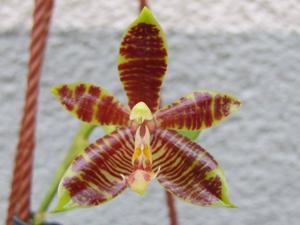 Phalaenopsis Corona