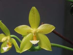 Phalaenopsis Corona