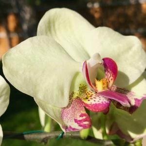 Phalaenopsis Fortune Saltzman