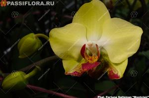 Phalaenopsis Fortune Saltzman