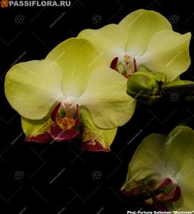 Phalaenopsis Fortune Saltzman