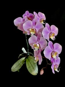 Phalaenopsis Grand Condé